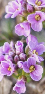 Close-up of purple floral mobile wallpaper with vibrant blossoms.