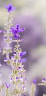 Lavender blossoms in serene nature setting