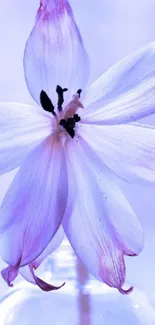 Delicate purple flower in glass vase wallpaper