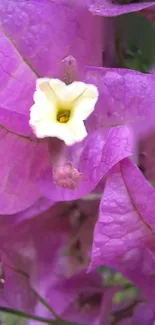 Purple flower with white center on a mobile wallpaper.