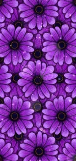 Purple floral wallpaper with daisy flowers.