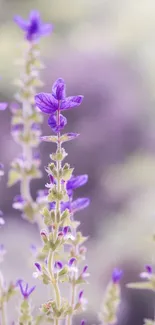 Lavender flowers in soft focus on a light blurred background.