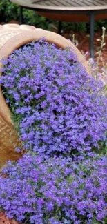 Purple flowers overflowing from a pot in a garden setting.