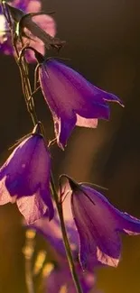 Purple bellflowers with a warm background.