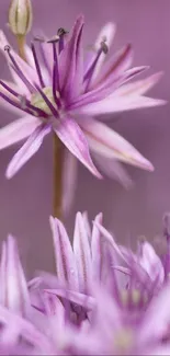 Close-up of a delicate purple flower in bloom.