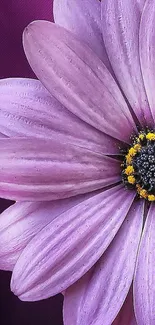 Close-up of a vibrant purple flower with detailed petals.