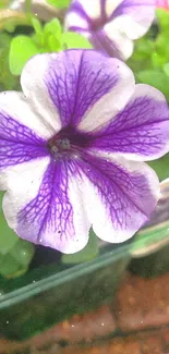 Close-up of a vibrant purple petunia flower with lush green leaves.