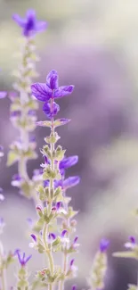 Delicate purple flowers in soft focus, creating a serene mobile wallpaper.