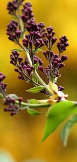 Close-up of purple flower with yellow background.