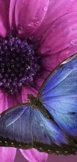 Purple flower and blue butterfly on mobile wallpaper.