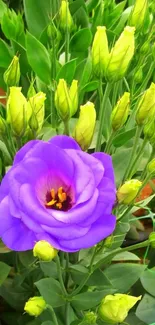 Vibrant purple flower amid fresh green leaves and buds.