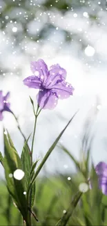 Delicate purple flowers with green leaves on a sunny day.