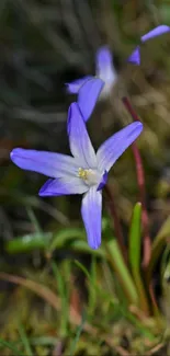 Purple flower blossom in natural setting with blurred background.