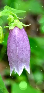 Close-up of a purple flower with green leaves in the background.