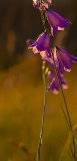 Purple flower blossoms against a soft, evening light.