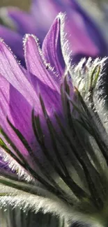 Close-up of a purple flower with delicate petals.