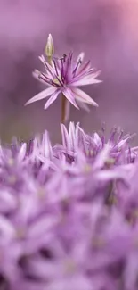 Close-up of purple flowers in bloom with a soft-focus background.