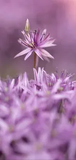 A close-up view of a delicate purple flower with a soft focus background.