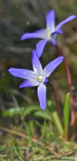 Close-up of vibrant purple flowers in natural setting.