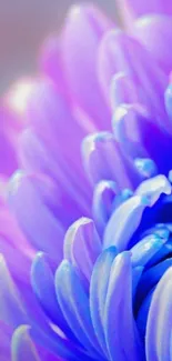 Close-up of vibrant purple flower petals in bloom.