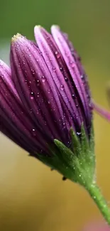 Close-up of purple flower with dewdrops, perfect for wallpaper