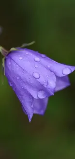 Close-up of a purple flower with dew drops on petals.