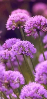 Purple allium flowers creating an elegant mobile wallpaper.