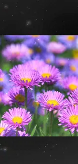 Wallpaper featuring vibrant purple flowers in a lush green field.