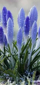 Purple frosted crocus flowers with water droplets in nature.