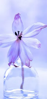 Delicate purple flower in a glass vase with lavender background.