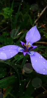 Purple flower with dew on green grass background.