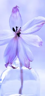 Delicate purple flower in glass vase against a soft background.