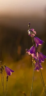 Purple flower in warm sunset backdrop, creating serene mobile wallpaper ambiance.