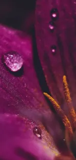 Macro close-up of a purple flower with delicate water droplets.