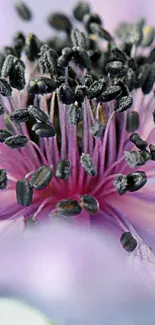 Close-up of a vibrant purple flower macro with detailed petals.