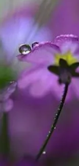 Macro view of a purple flower with dew.