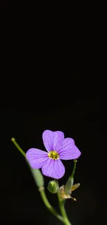 Minimalist wallpaper with a purple flower on a black background.