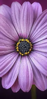 Close-up of a purple daisy flower on a dark violet background.