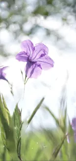 Purple flower in a soft-focus natural setting with sparkling light.