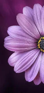 Purple flower wallpaper with delicate petals on dark background.