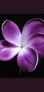 Purple flower with dark background wallpaper.