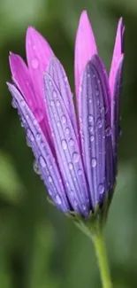 Beautiful purple flower with water droplets.