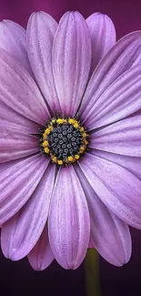 A vibrant purple daisy flower mobile wallpaper with intricate petal details.