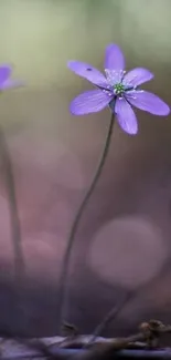 Purple flower with delicate petals on a serene, blurred background.