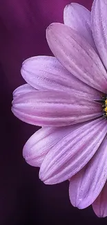 Close-up of a vibrant purple daisy on a dark background.