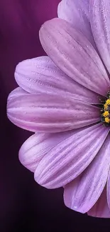 Elegant purple flower with vibrant petals on a dark background.