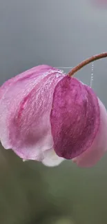 Close-up of a purple flower with soft hues for a mobile wallpaper.