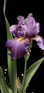 Detailed purple iris flower on a black background wallpaper.