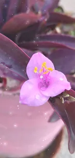 Close-up of a purple flower with dewdrops.