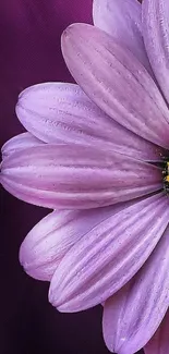 Close-up of a purple flower with detailed petals on a dark purple background.